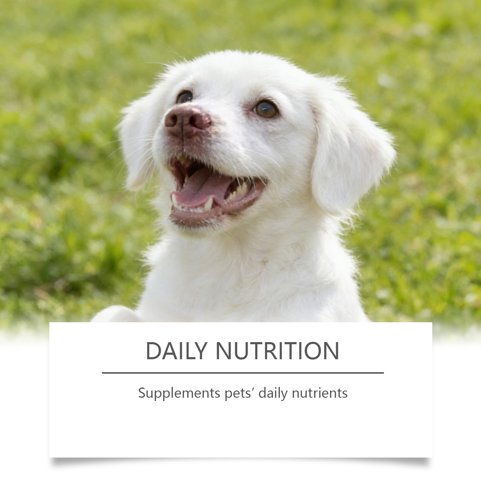 Polvere di Taurina per Cani, F - Wellness Health Nutrition recensione e prezzo
