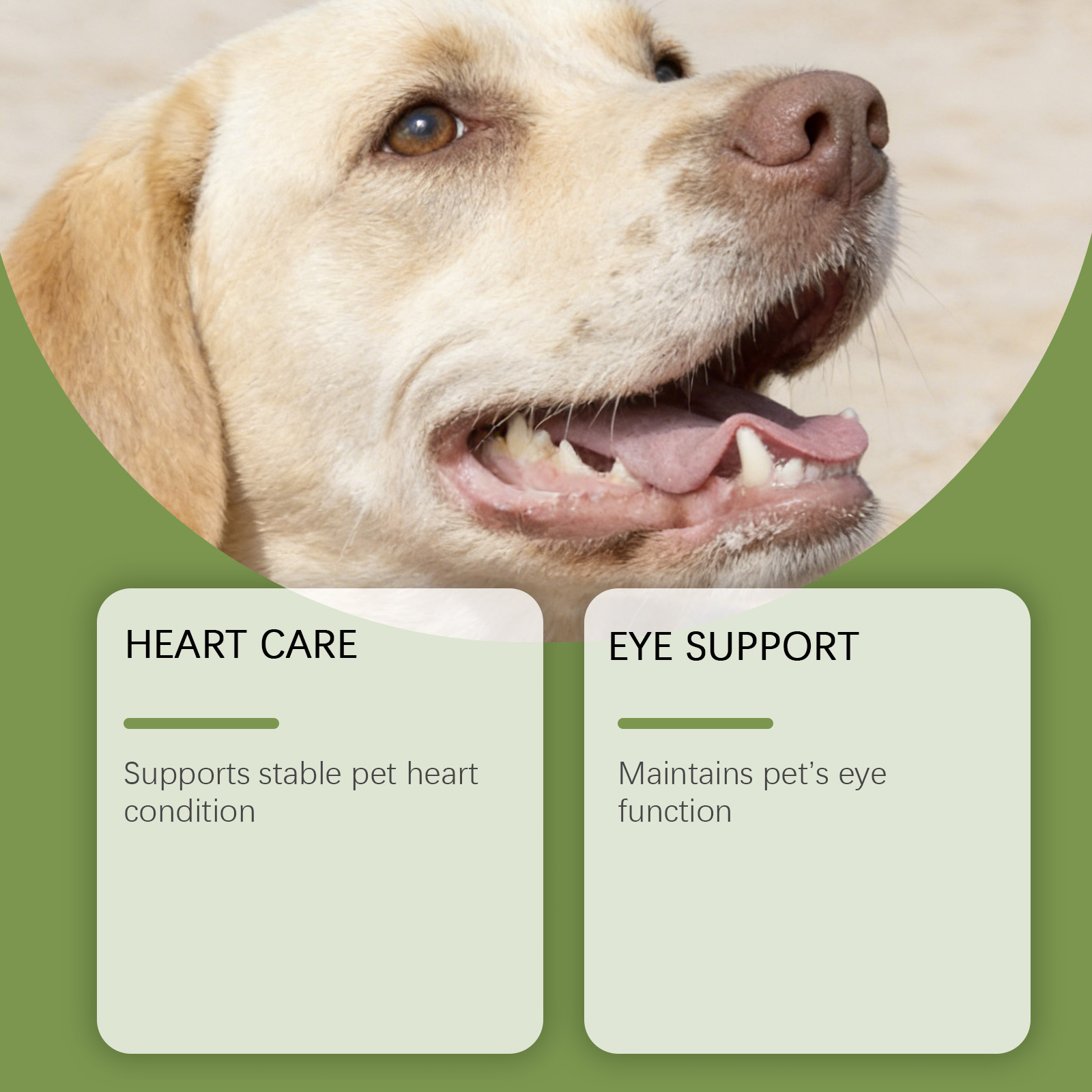 Polvere di Taurina per Cani, F - Wellness Health Nutrition recensione e prezzo